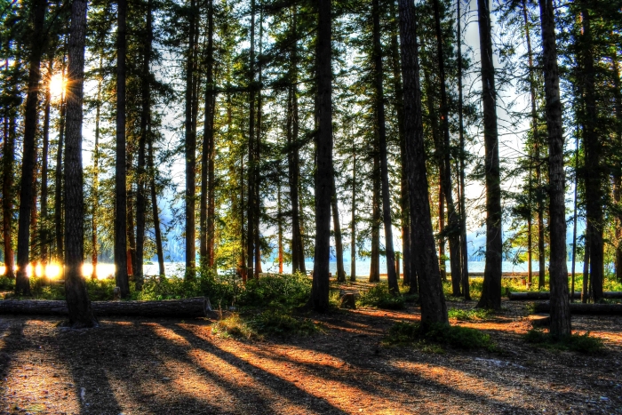 Trees at Lake Wenatchee