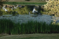 Lake Sacajawea Reflection with Lily Pads & Grass 01