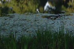 Lake Sacajawea Reflection with Lily Pads & Grass 02